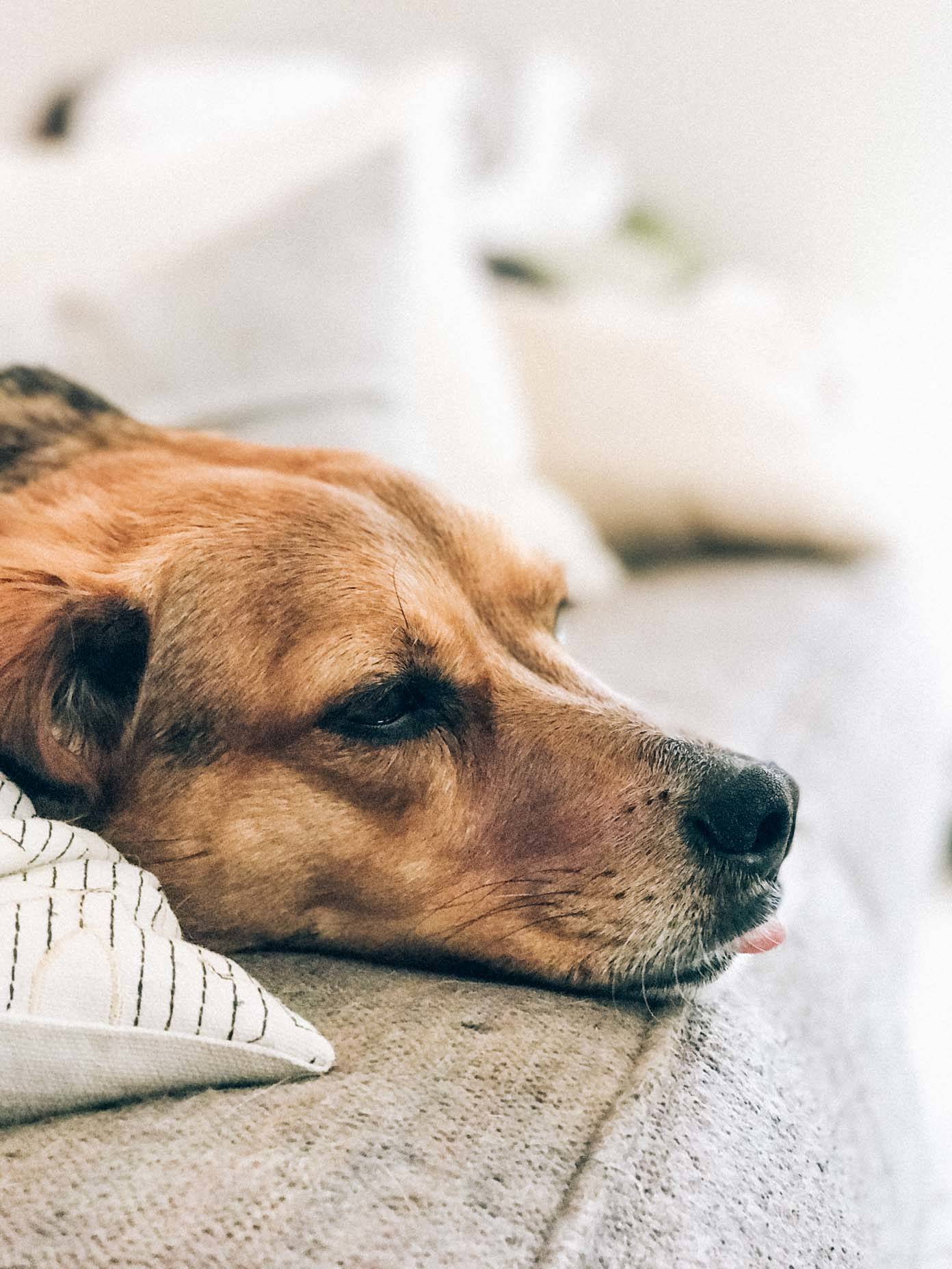 A dog resting its head on the floor.