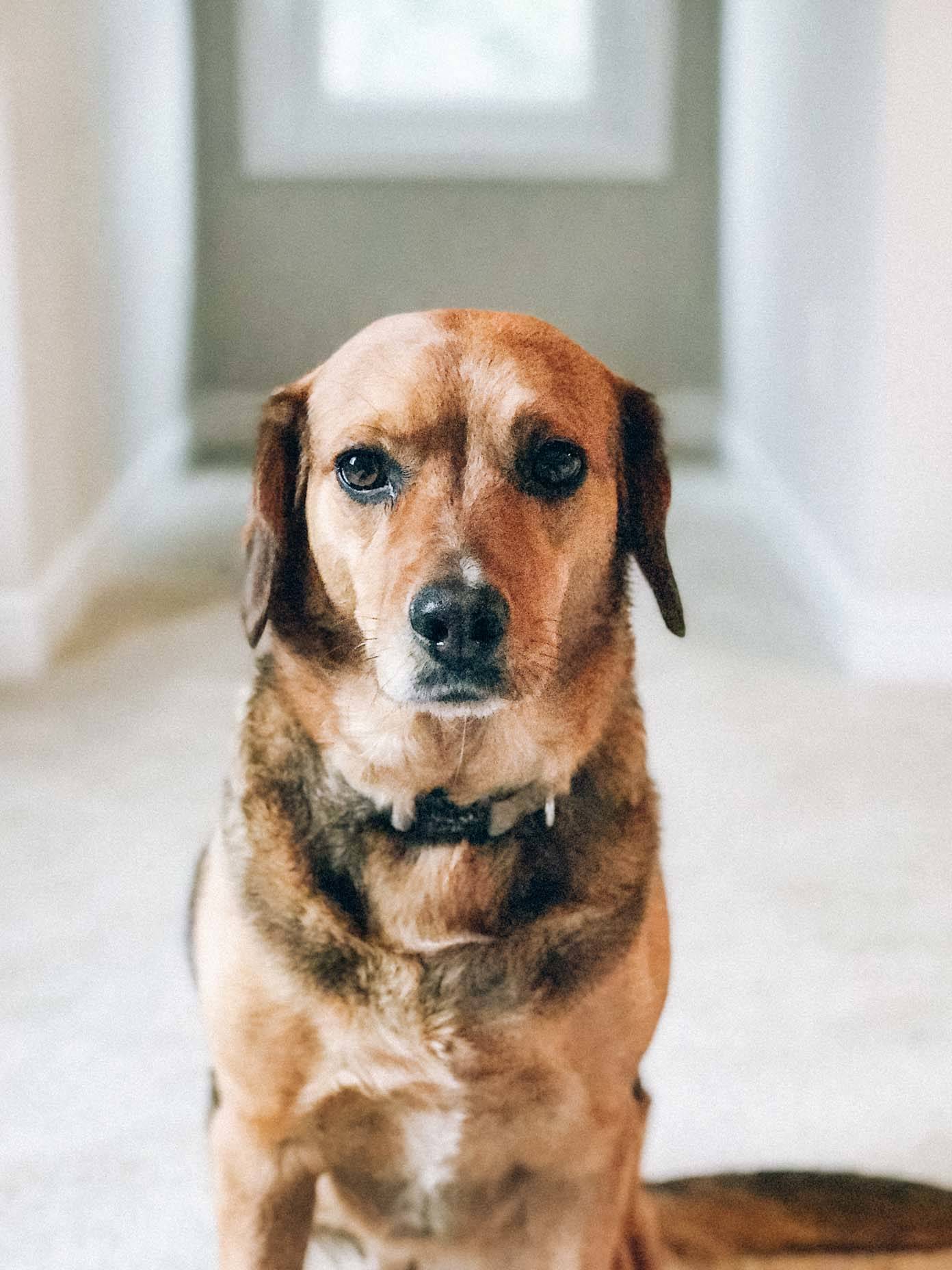 A light brown and white dog wearing a collar, inside a home, sitting down and looking forward.