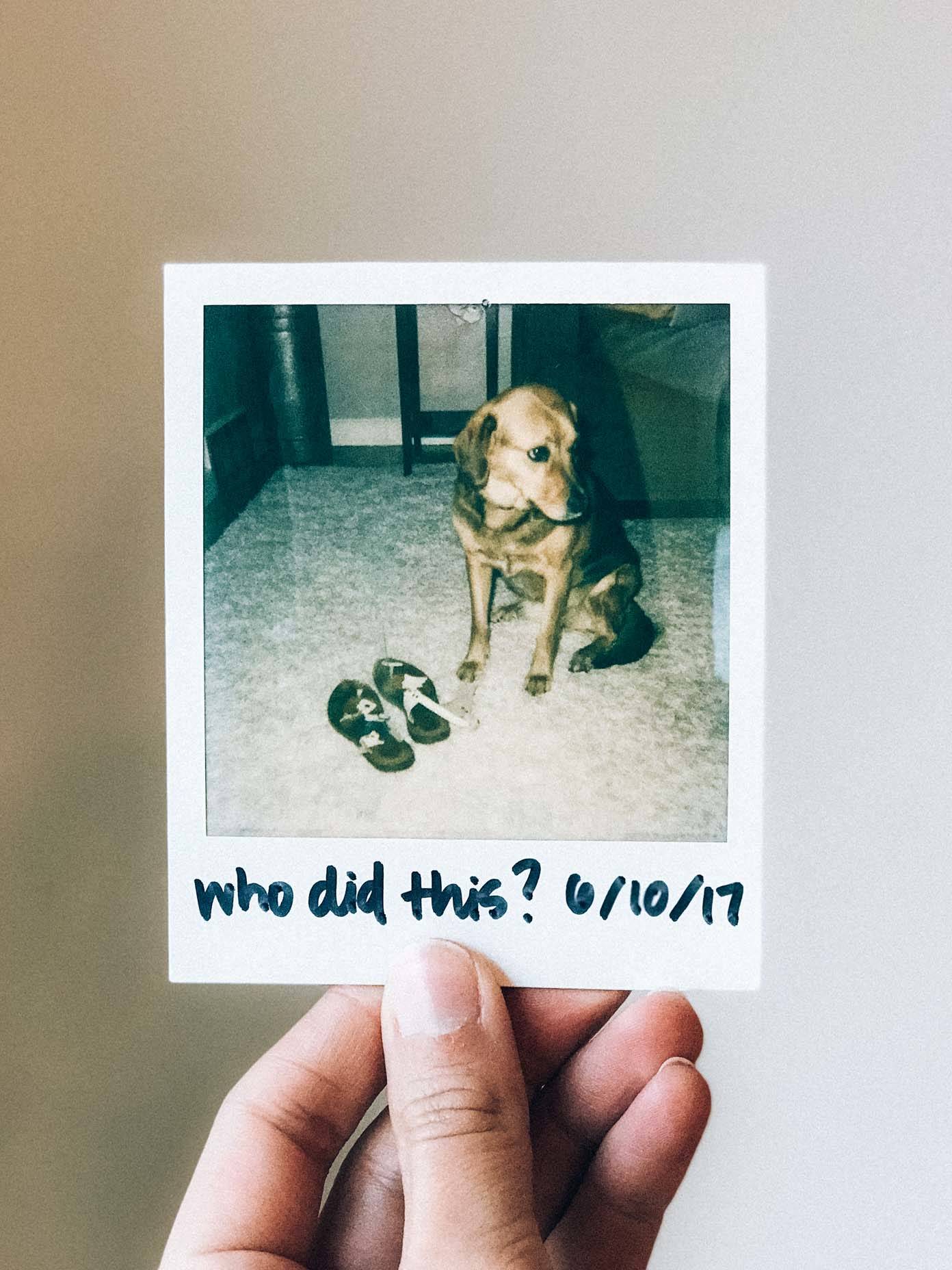 A person holding a snap of a dog that has damaged slippers.