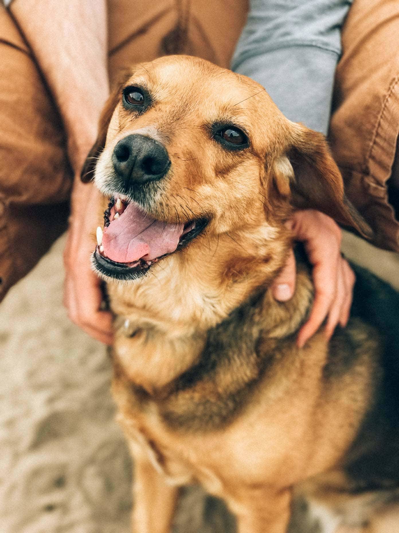 Brown dog with mouth open has hands around it’s chest.