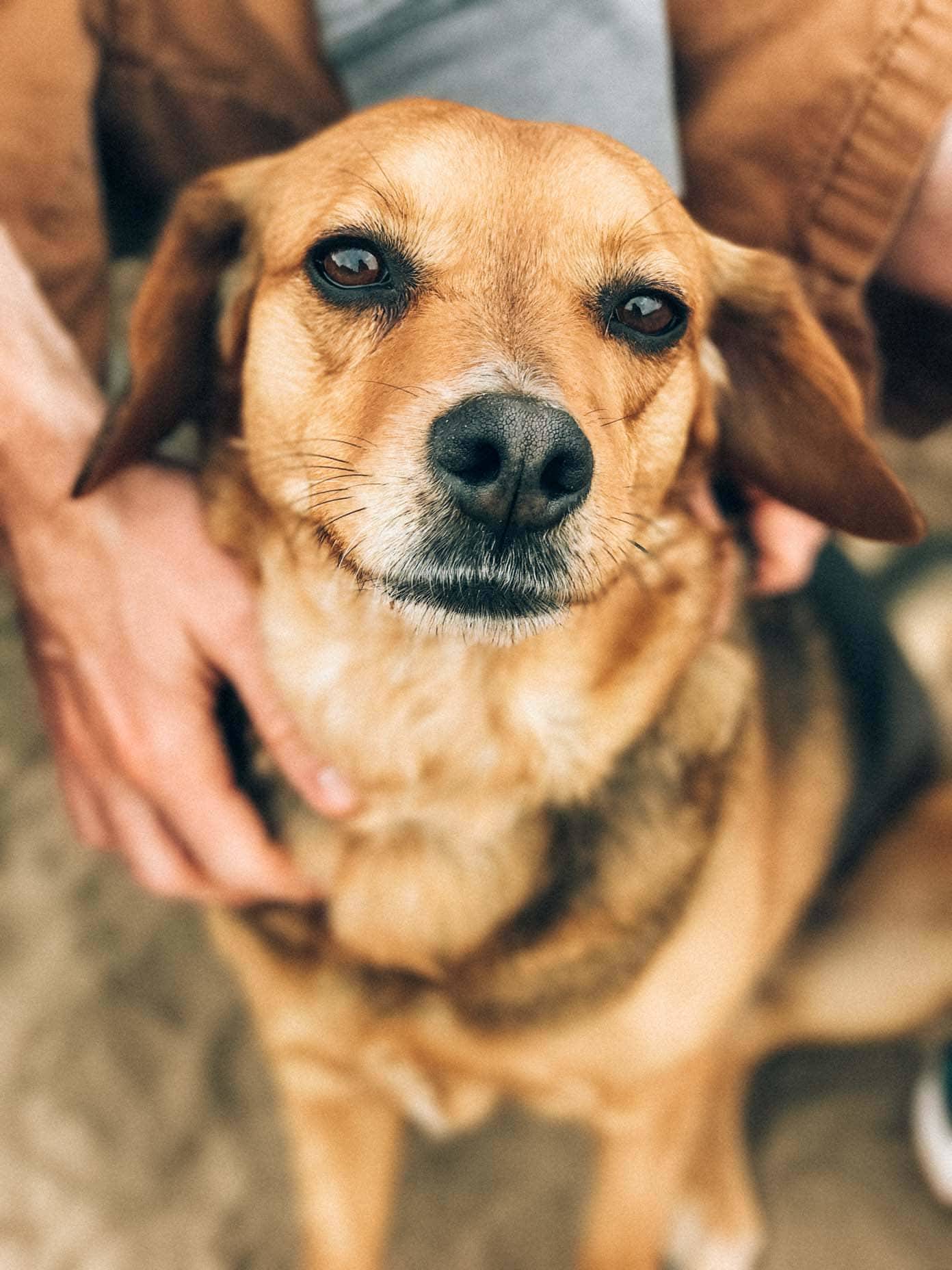 A small brown and white dog being petted by a man.