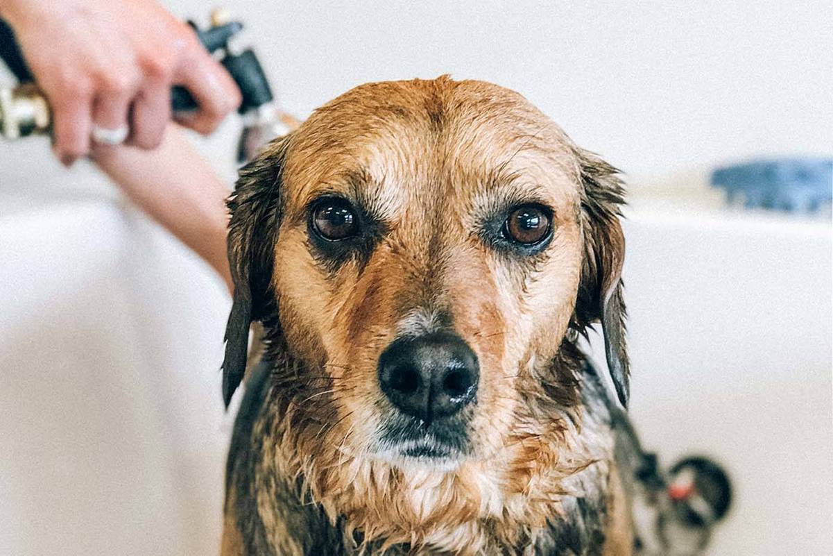 Dog getting a bath