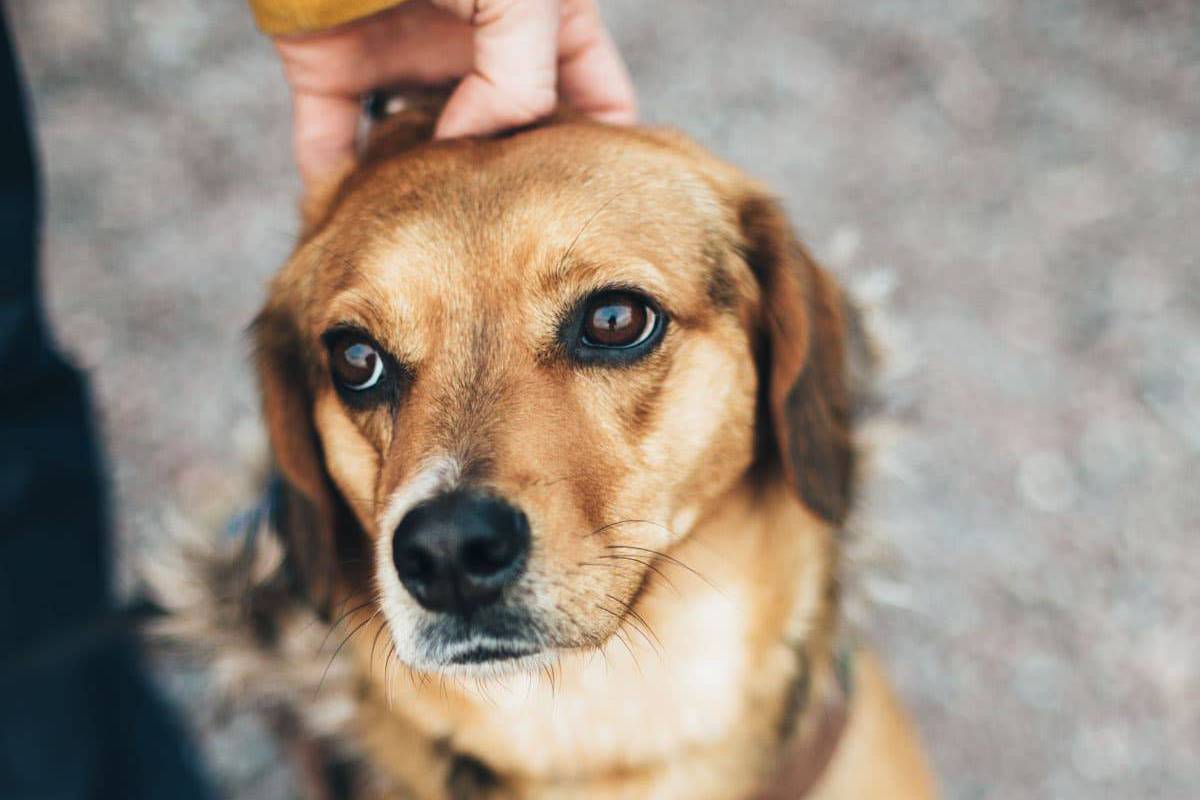 Dog being petted on head