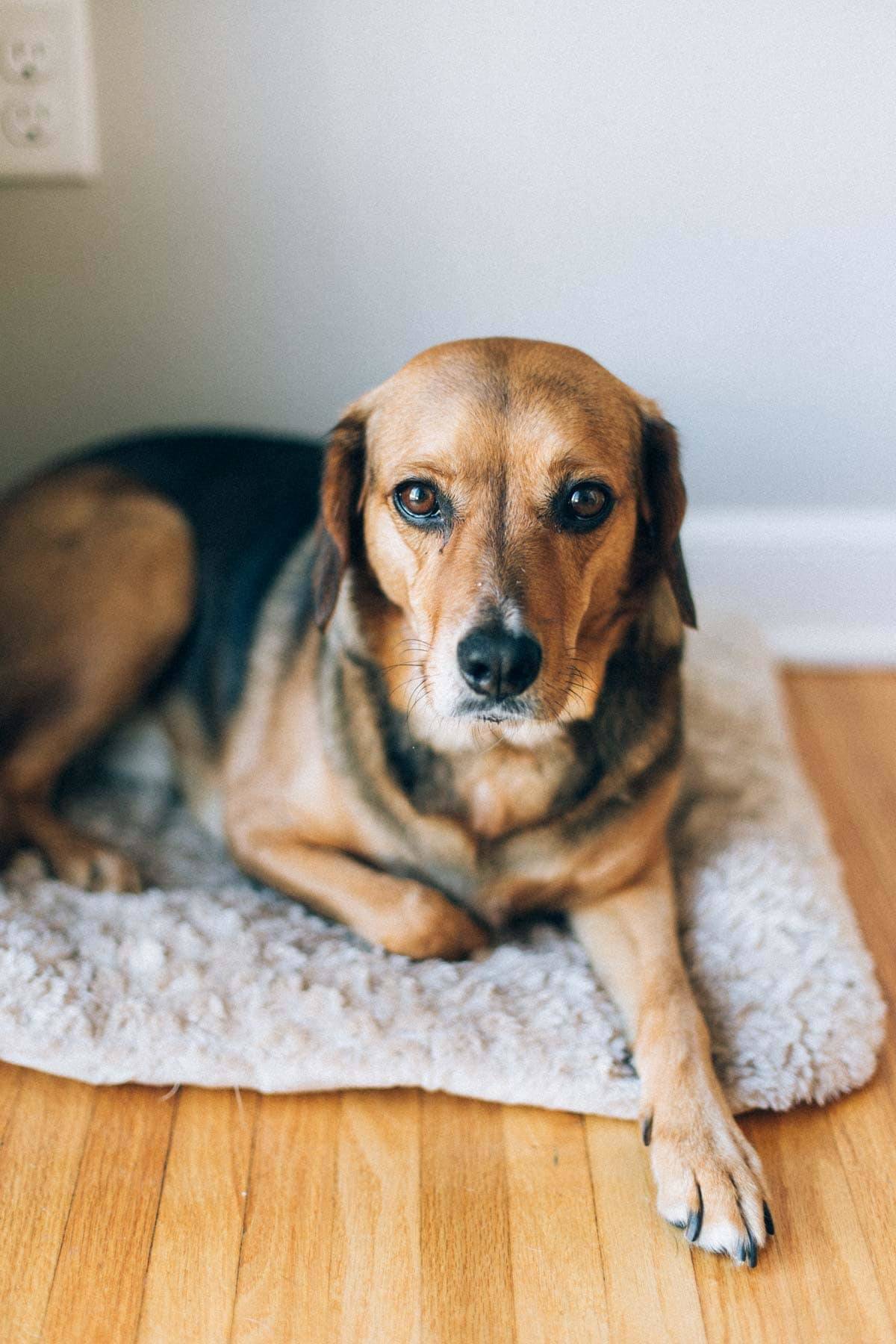 dog laying on a fuzzy bed on wood floor