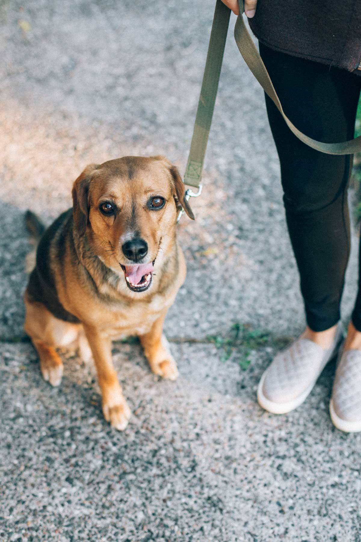 dog on a leash