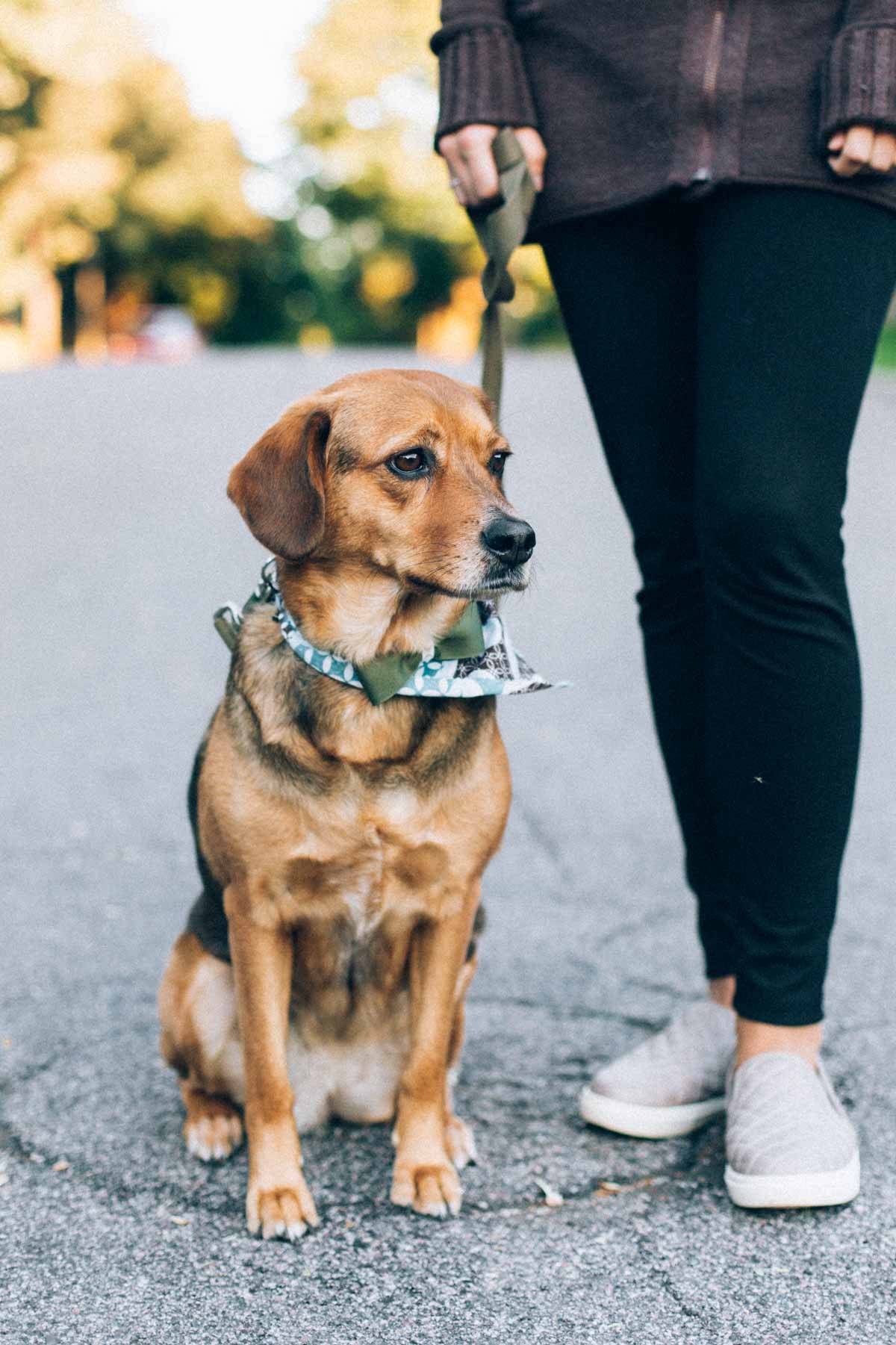 dog on a leash outside