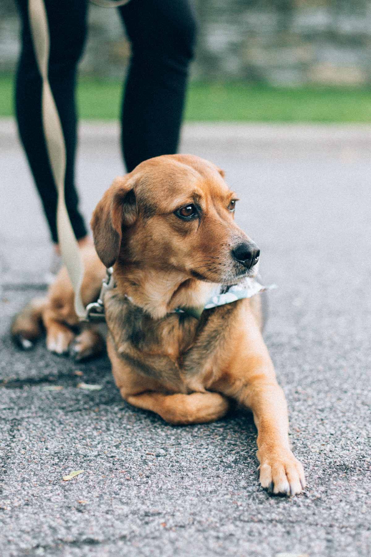 dog on a leash laying on cement 