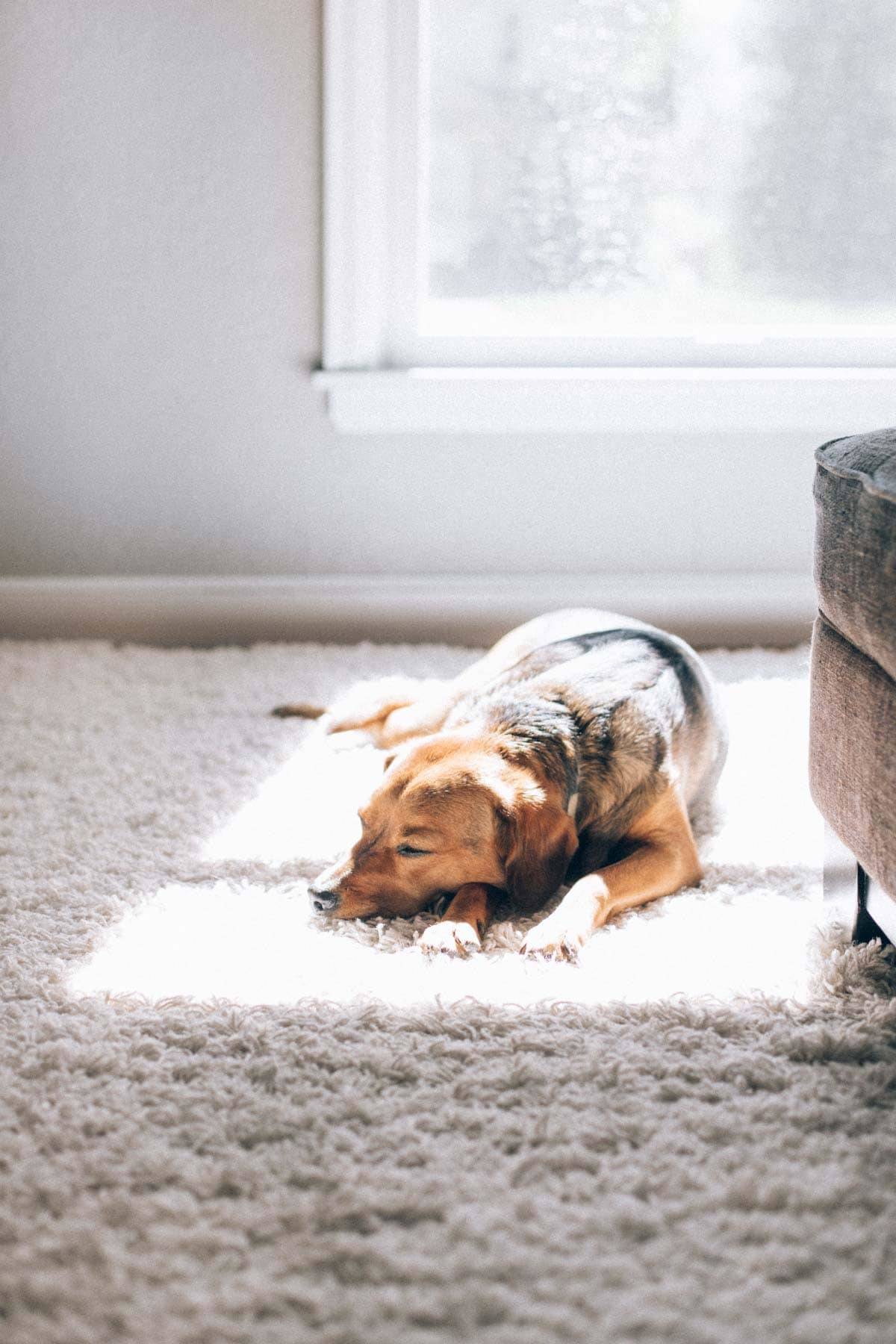 dog laying on the carpet in the sun