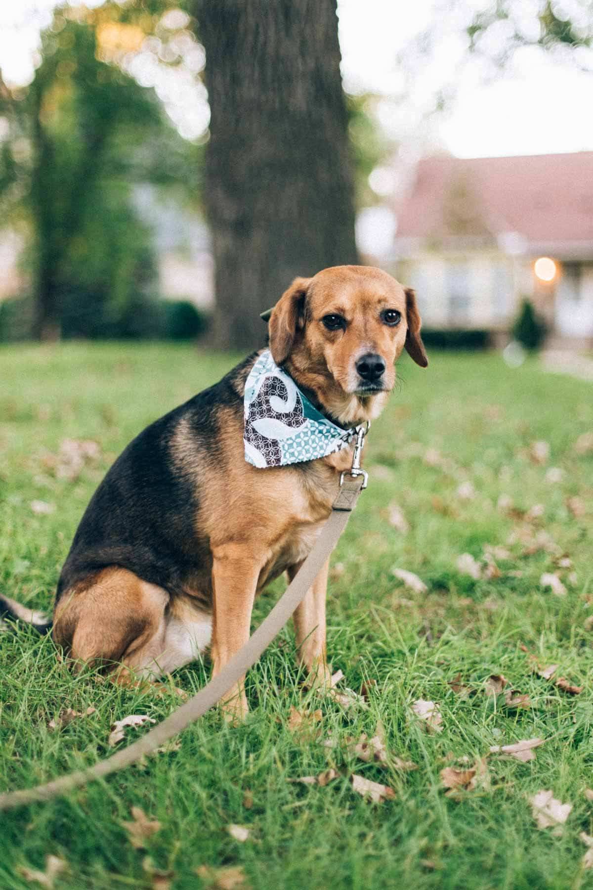 dog on a leash outside