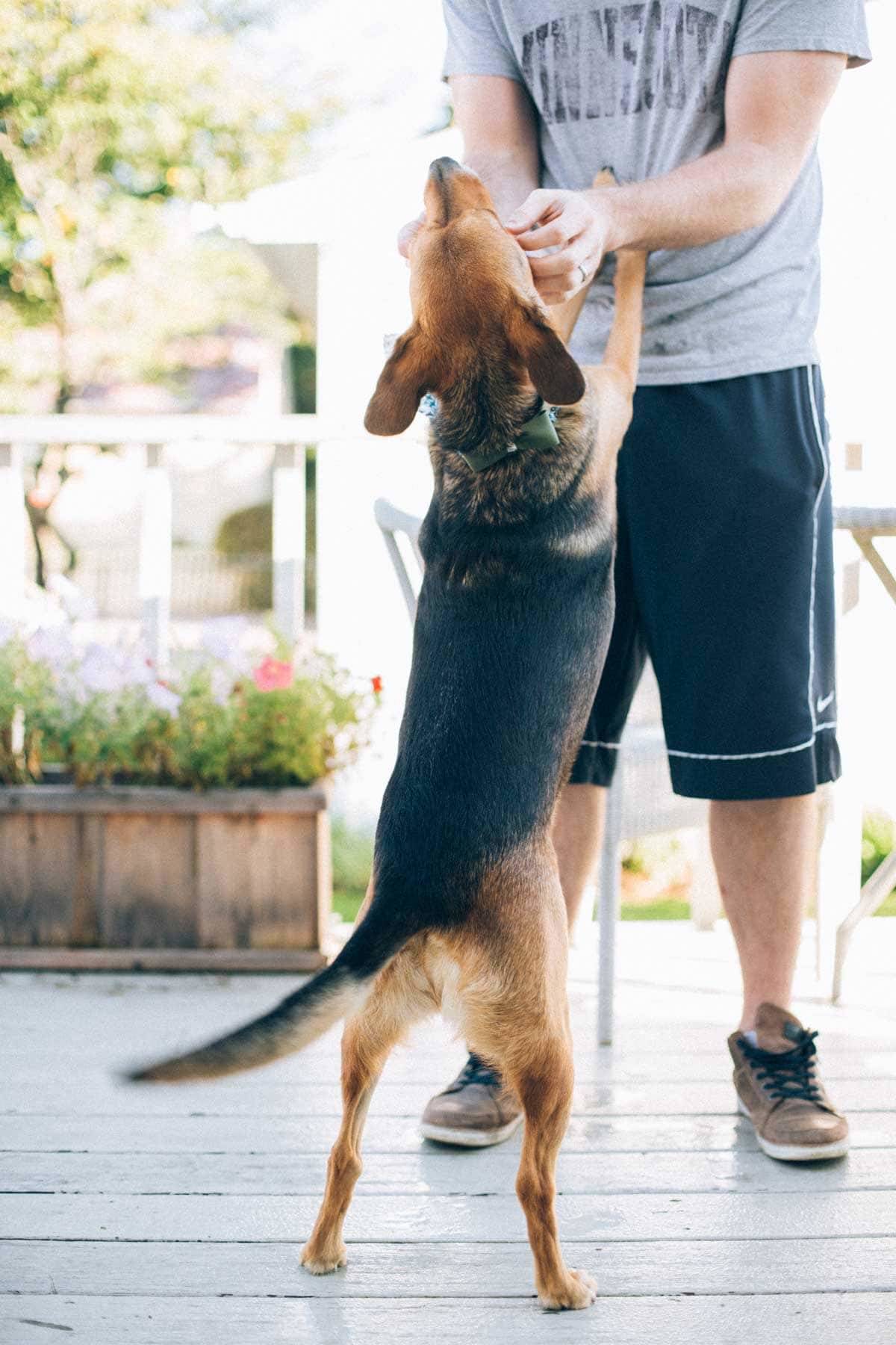 dog jumping up on a man