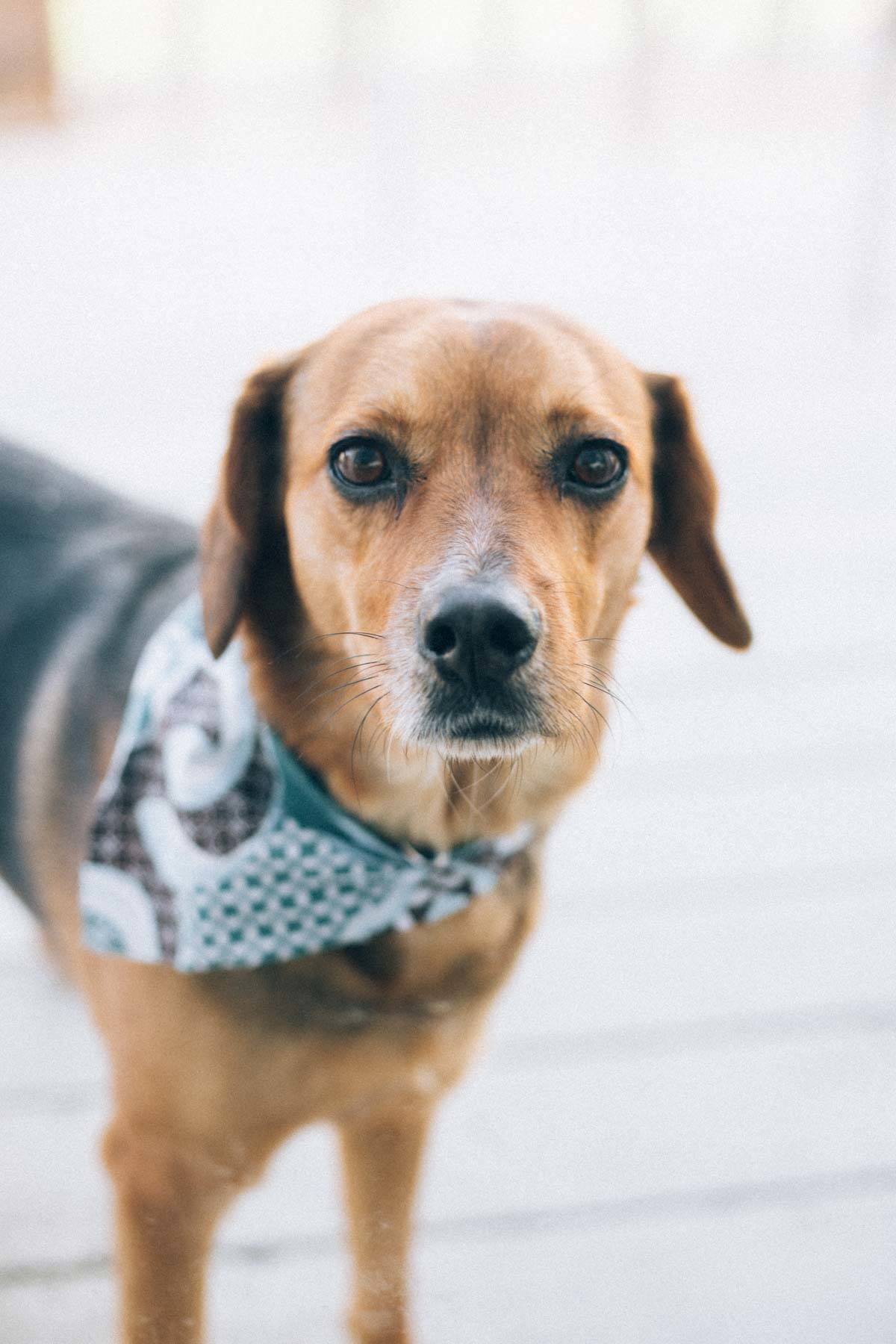 dog wearing a bandana