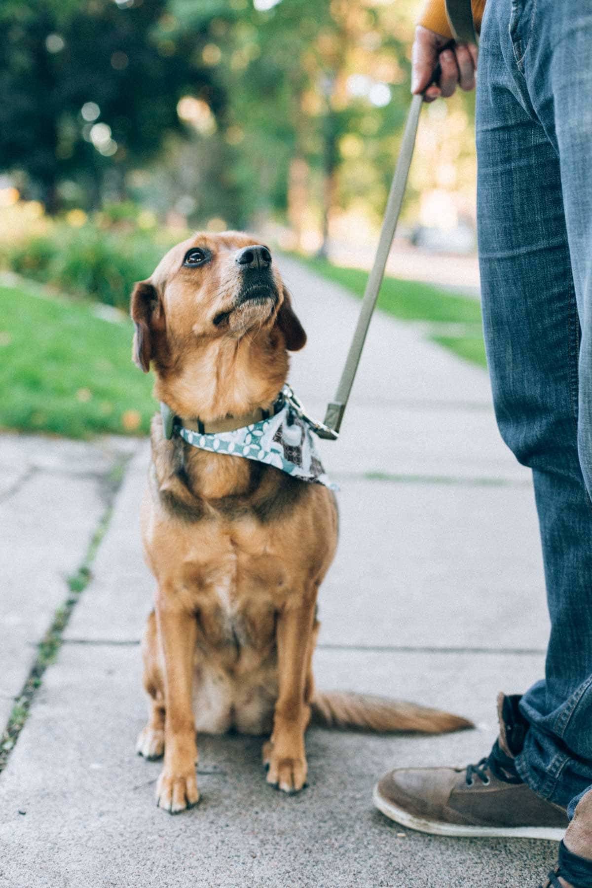 dog on a leash