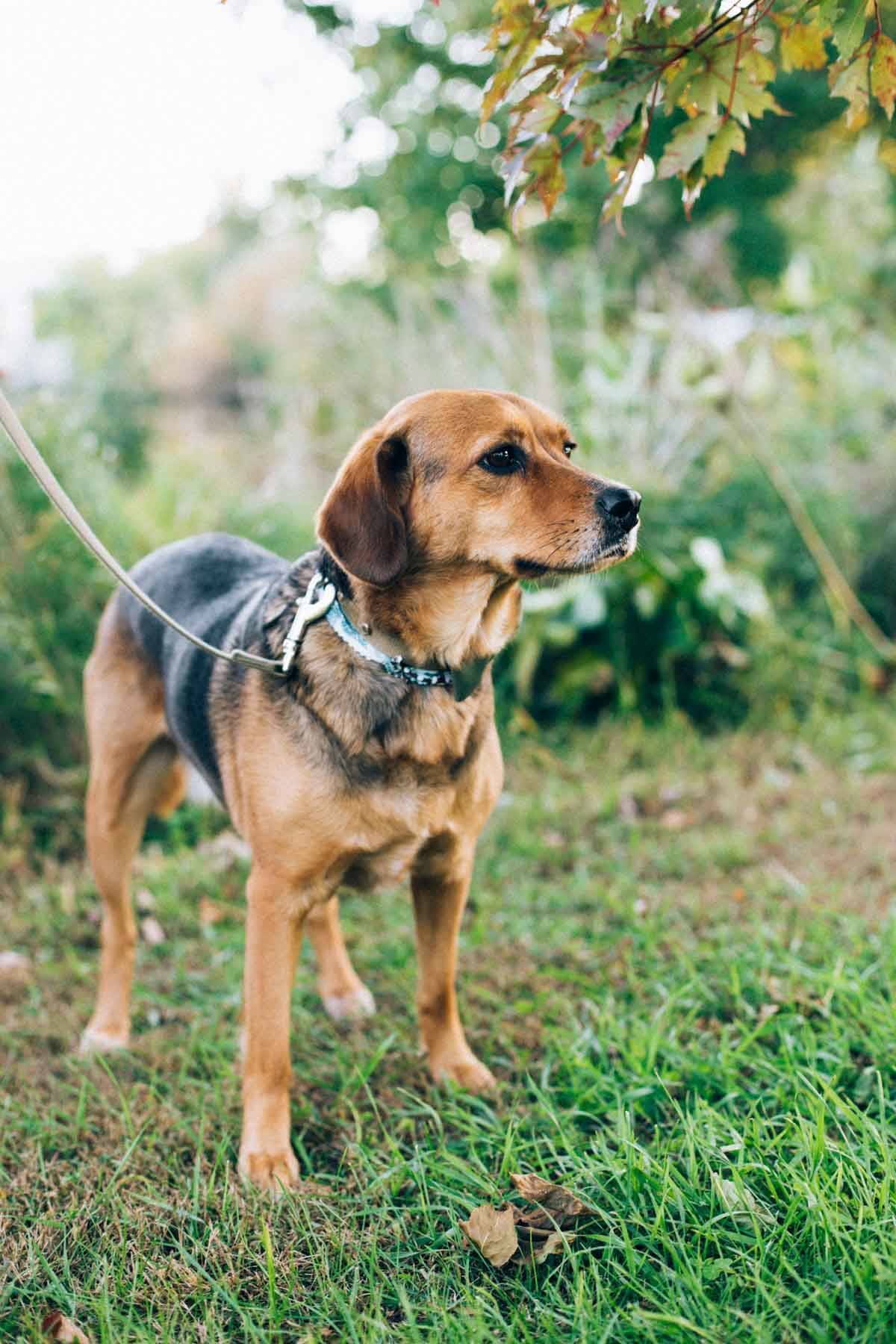 dog on a leash standing outside