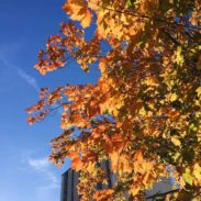 Orange and yellow leaves against a blue sky.